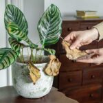 Starostlivosť o izbovky v zime