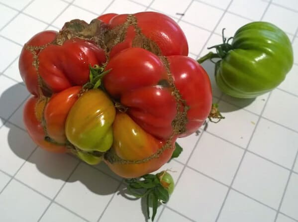 Čo sme to len pridali do toho hnojenia. Foto: Reddit (r/Mighty Harvest)