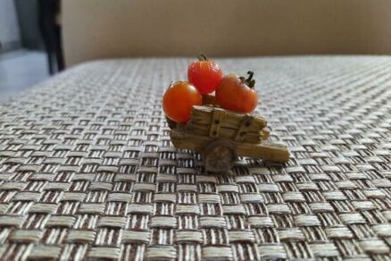 Mini úroda paradajok