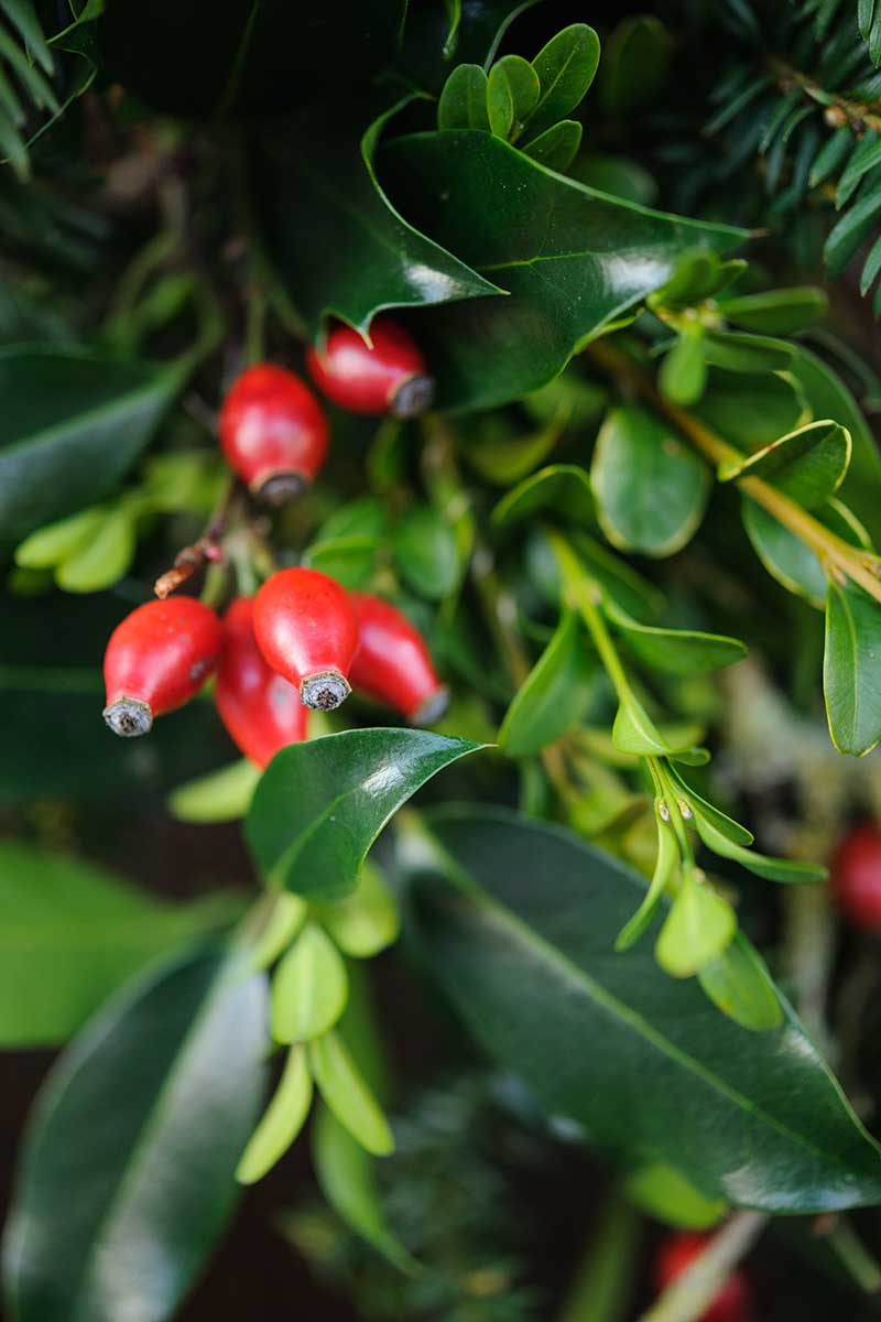 Detail vianočného venca na zavesenie zo živého plota