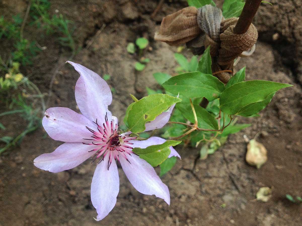 Viazanie rastlín so starými pančuchami