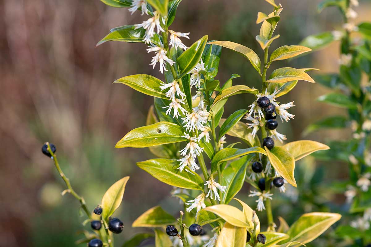 Voňavé kvety a plody sarkokoky