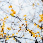 Voňavé kvitnúce dreviny v zimnom období