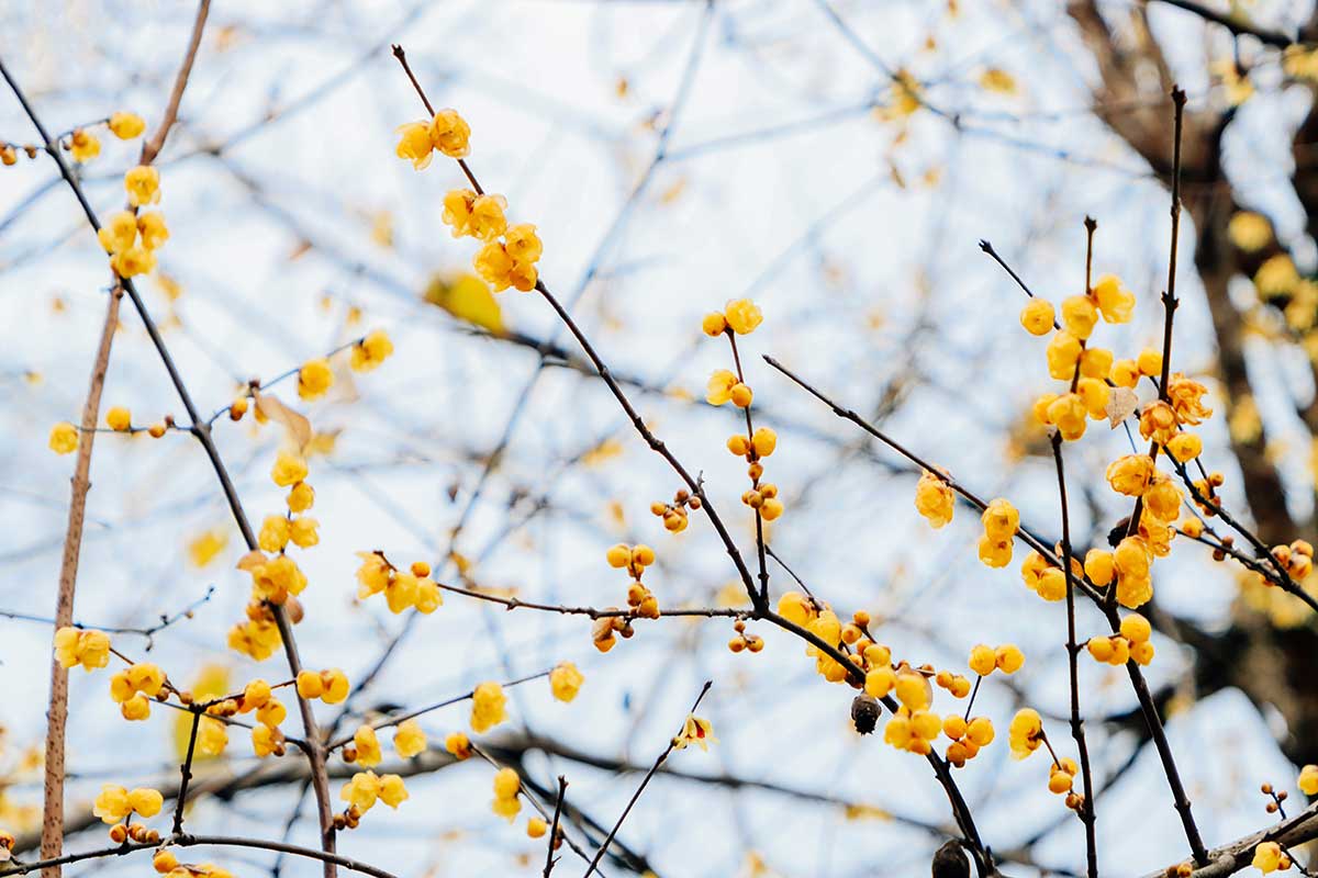 Voňavé kvitnúce dreviny v zimnom období