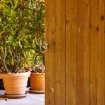 Zimovanie oleandrov v kvetináči v pivnici