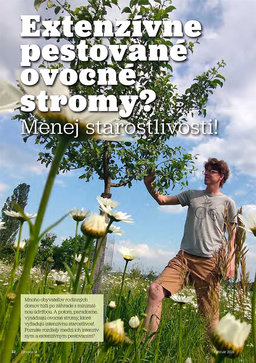Článok Extenzívne pestované ovocné stromy? Menej starostlivosti! 