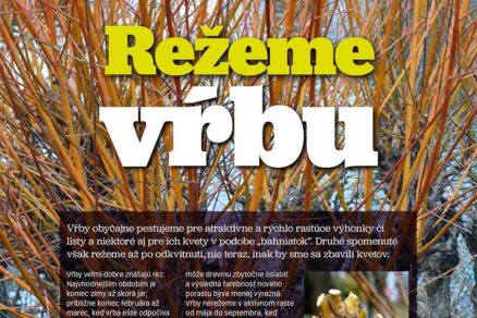 Článok Režeme vŕbu v časopise Záhrada