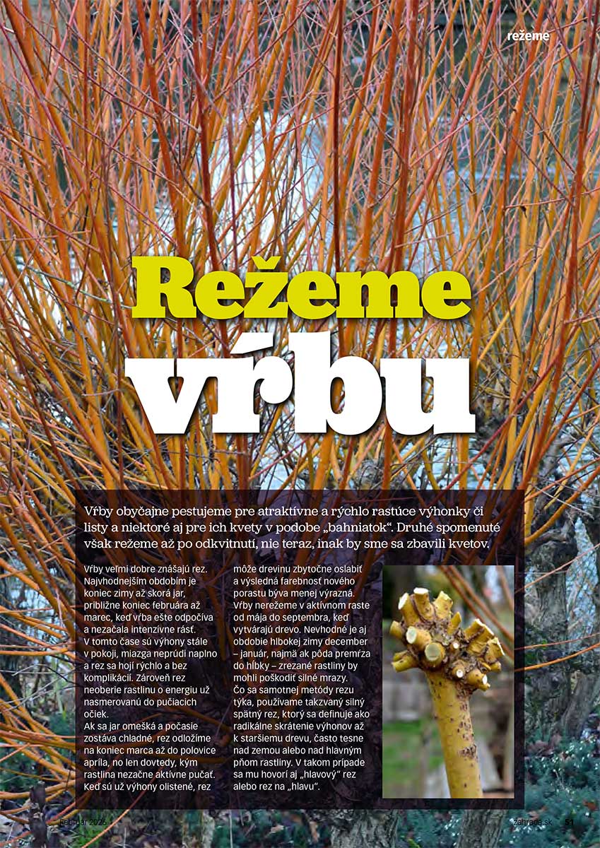 Článok Režeme vŕbu