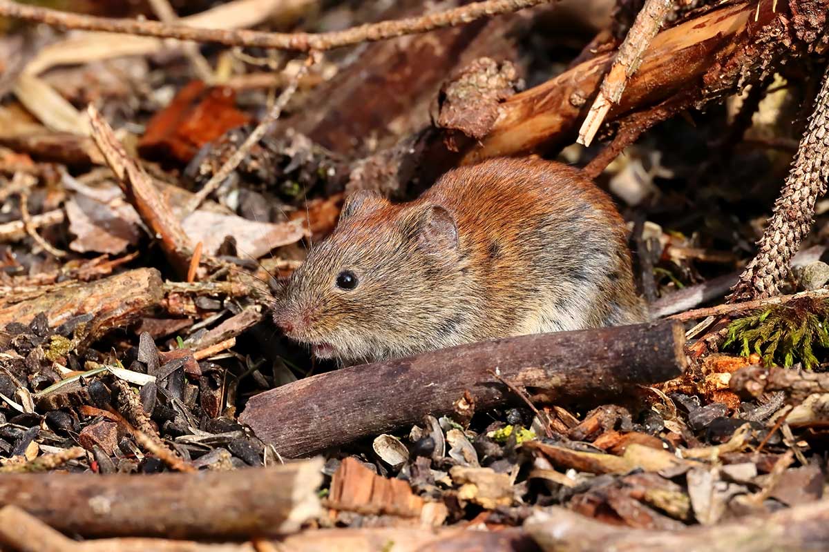 Ako sa zbaviť hrabošov v záhrade