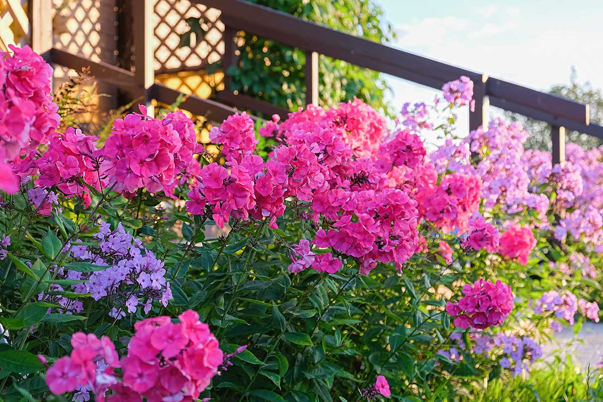 Kvetinový záhon v rámci chaos gardening