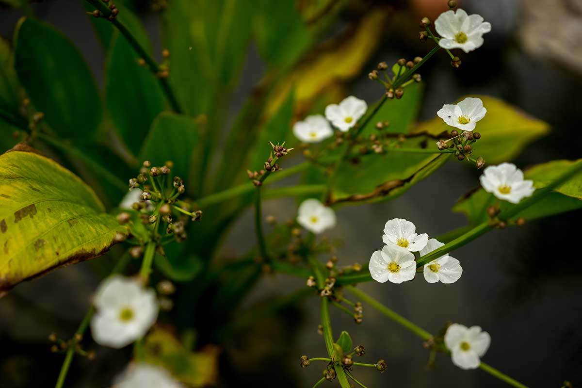 Na prvý pohľad nenápadná rastlina Diphylleia grayi, známa aj ako sklenený kvet alebo Skeleton Flower. Foto: Shutterstock