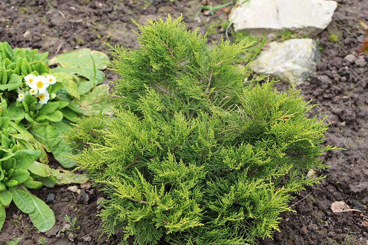 Borievka rozprestretá v záhone