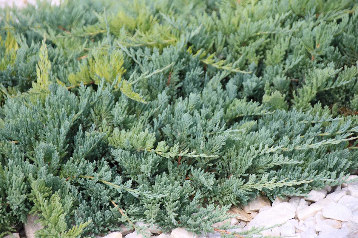 Borievka rozprestretá