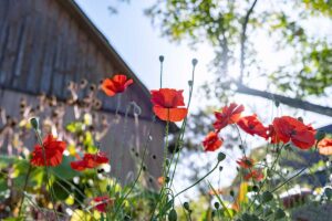 Komplexný návod na záhradkárčenie bez pravidiel. Prečo sa chaos gardening stal hitom?