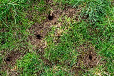 Chodbičky a nory typické pre hraboše