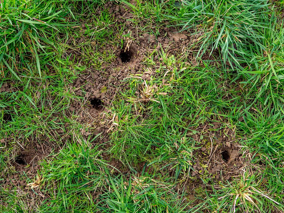 Chodbičky a nory typické pre hraboše 