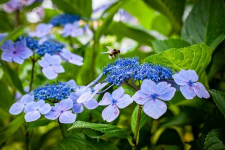 Čmeliak na hortenzii