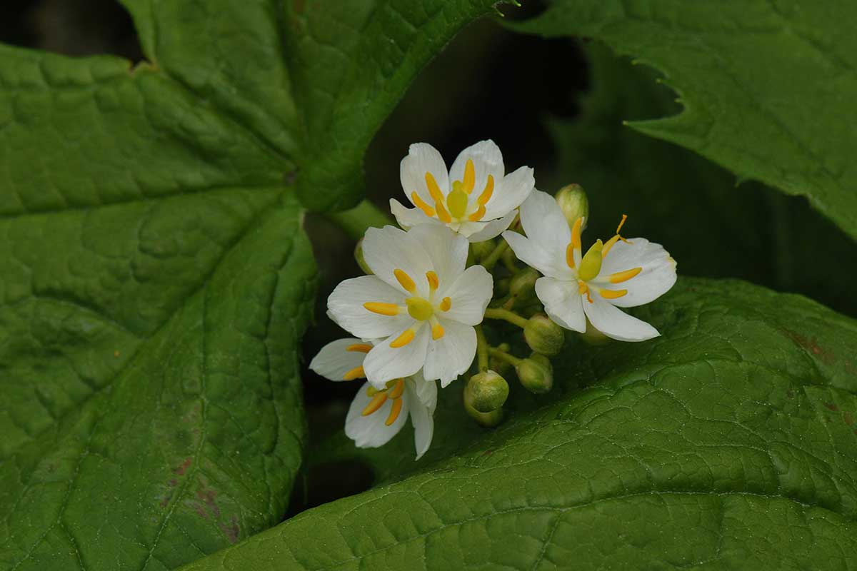 Diphylleia cymosa