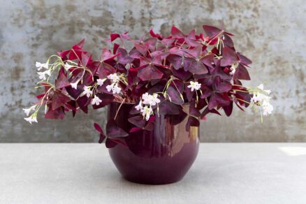 Fialové listy a zvončekovité kvety kysličky trojuholníkovitej