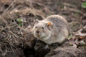 Hraboše, postrach pre korene a úrodu: Čo o nich treba vedieť a ako ich vyhnať zo záhrady?