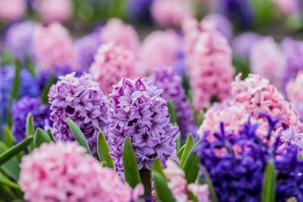 Hyacinty v romantickej kvetinovej záhrade