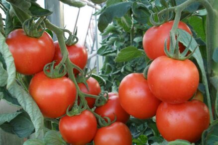Klasické veľké paradajky odroda PARTO F1