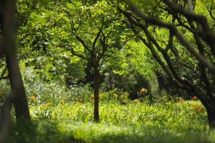 Koncept chaosu v záhrade