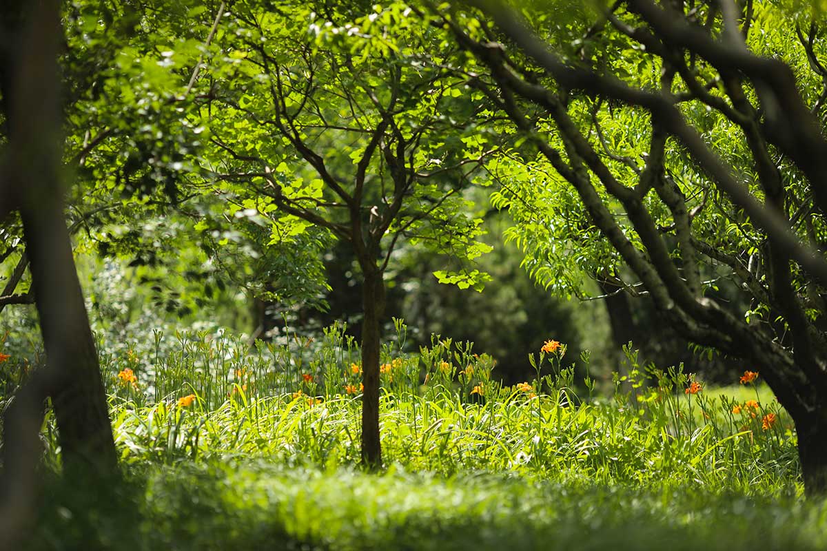Koncept chaosu v záhrade