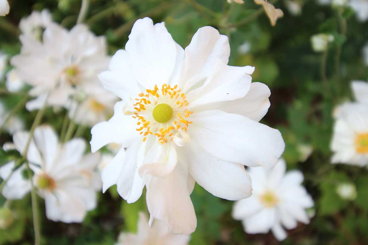Po vyschnutí sa sklenený kvet opäť vráti do pôvodnej podoby. Foto: Shutterstock