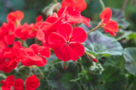 Kvitnúce muškáty v červenej farbe