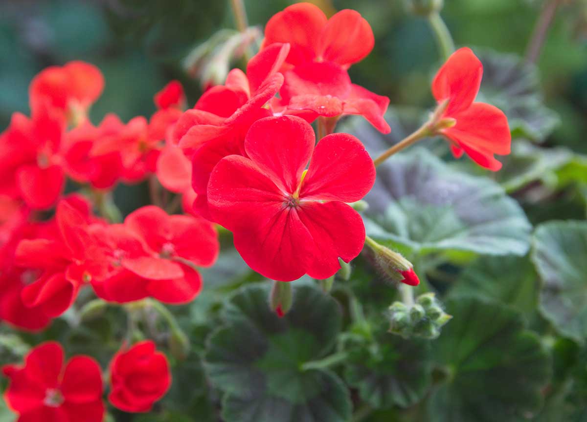 Kvitnúce muškáty v červenej farbe