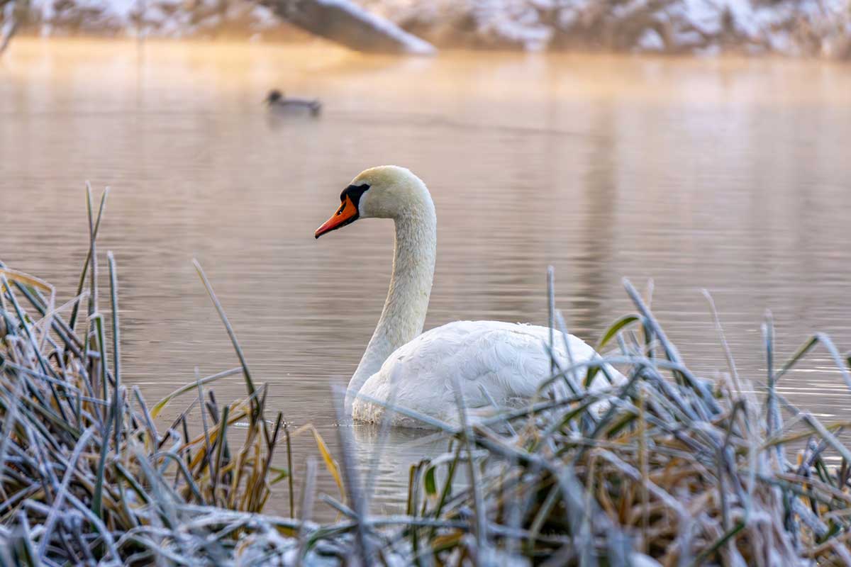 Labuť na vodnej ploche v zime