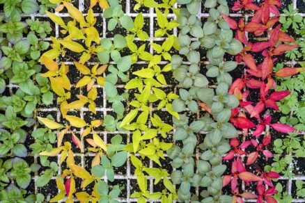 Letničky v skleníku