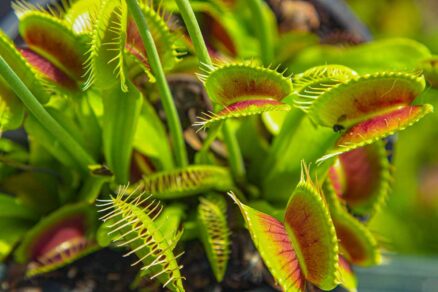 Mäsožravé rastliny v skleníku