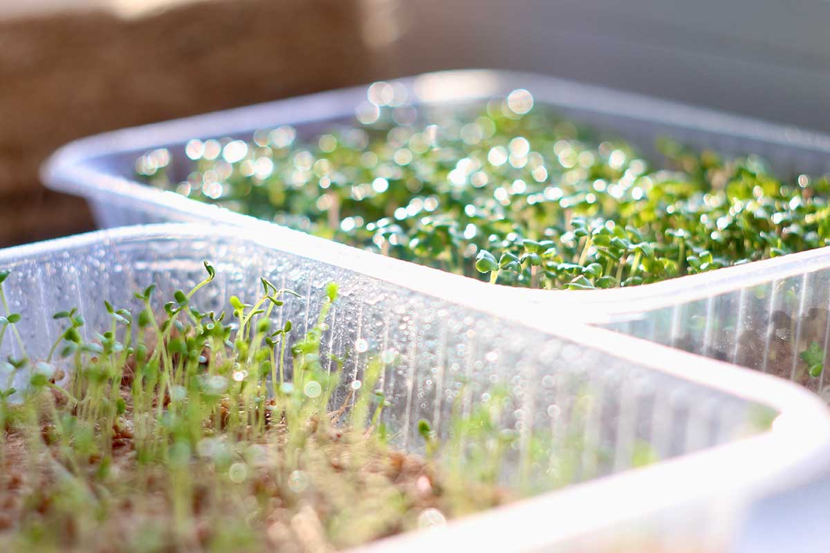 Mini skleník na mikrozeleninu