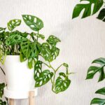 Monstera Adansonova a monstera skvostná