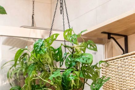 Monstera Adansonova v závesnom kvetináči