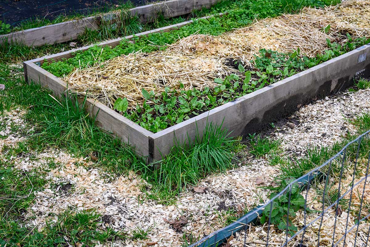 Ochrana vyvýšeného záhona mulčom