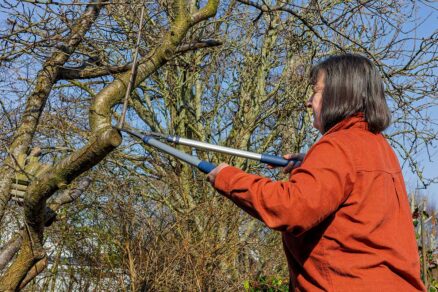 Zimný rez drevín v záhrade