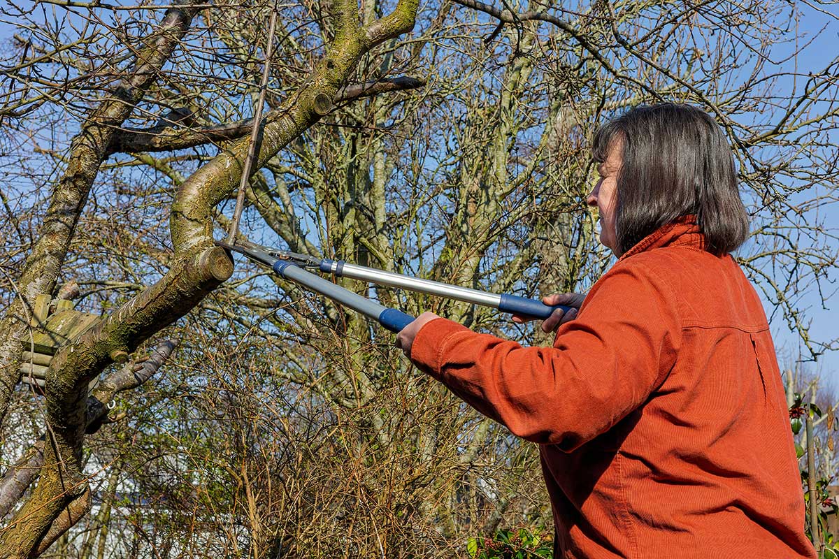 Zimný rez drevín v záhrade