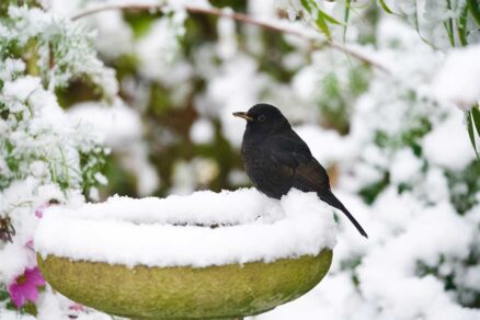 Drozd pri napájadle na vodu v zimnom období