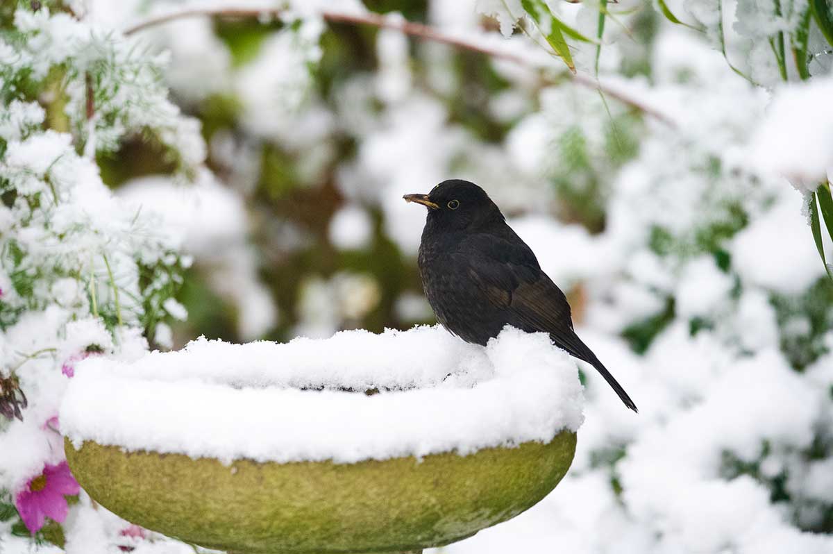 Drozd pri napájadle na vodu v zimnom období