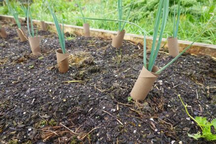 Ochrana priesad pred škodcami
