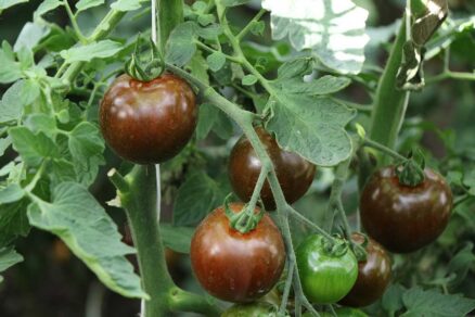 Odrody paradajok vhodné do skleníka BRUNITO F1