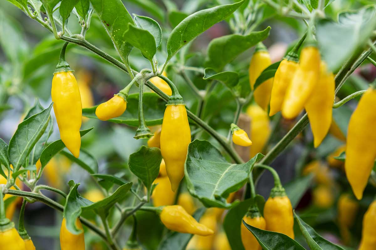 papricky cili v skleniku