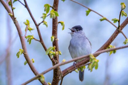 Penica čiernohlavá