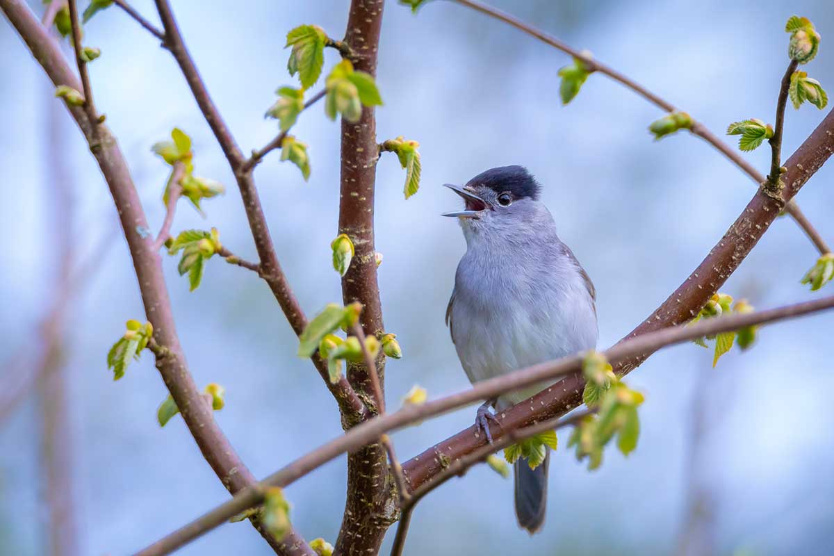 Penica čiernohlavá