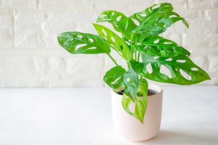 Pestovanie monstery Adansonova