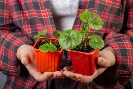 Vypestované sadenice muškátov zo semienok