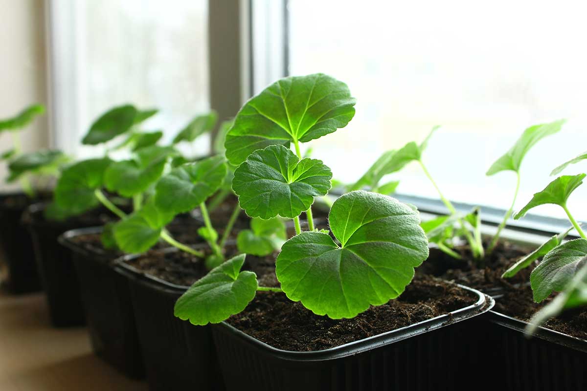 Pestovanie muškátov zo semien v interiéri